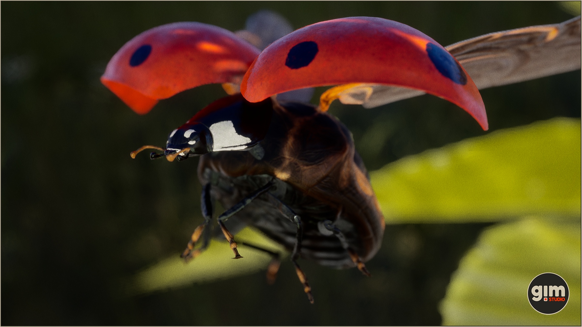 Ladybug midflight