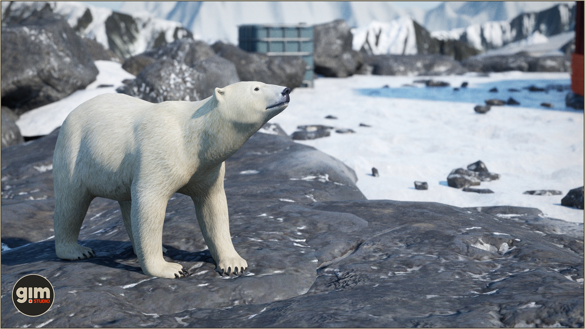 Female Polar Bear curiously looking at an arctic base
